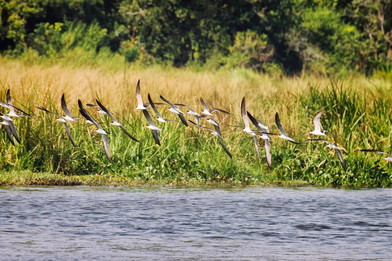 Twiga Safari Lodge Paraa Exteriér fotografie